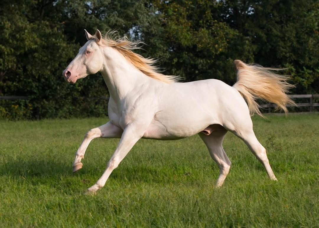 HollywoodJoes NipTuk Stallion